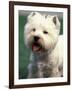 West Highland Terrier / Westie Panting-Adriano Bacchella-Framed Photographic Print