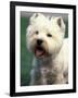 West Highland Terrier / Westie Panting-Adriano Bacchella-Framed Photographic Print