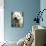 West Highland Terrier / Westie Panting-Adriano Bacchella-Photographic Print displayed on a wall