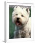 West Highland Terrier / Westie Panting-Adriano Bacchella-Framed Photographic Print