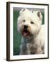 West Highland Terrier / Westie Panting-Adriano Bacchella-Framed Photographic Print