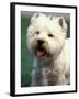 West Highland Terrier / Westie Panting-Adriano Bacchella-Framed Photographic Print