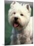 West Highland Terrier / Westie Panting-Adriano Bacchella-Mounted Photographic Print