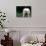 West Highland Terrier / Westie Panting-Adriano Bacchella-Photographic Print displayed on a wall