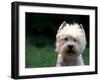 West Highland Terrier / Westie Panting-Adriano Bacchella-Framed Photographic Print
