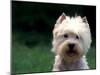 West Highland Terrier / Westie Panting-Adriano Bacchella-Mounted Photographic Print