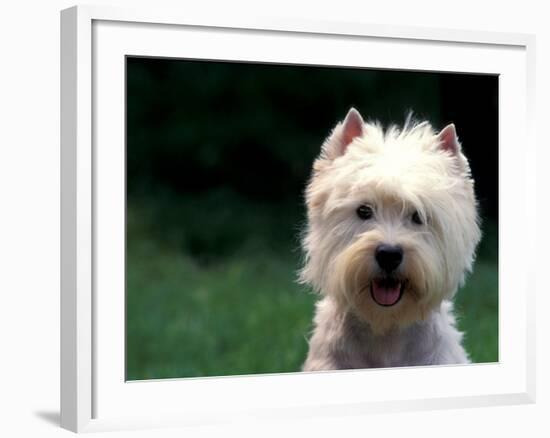 West Highland Terrier / Westie Panting-Adriano Bacchella-Framed Photographic Print