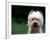 West Highland Terrier / Westie Panting-Adriano Bacchella-Framed Photographic Print