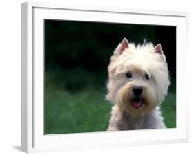 West Highland Terrier / Westie Panting-Adriano Bacchella-Framed Photographic Print