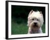 West Highland Terrier / Westie Panting-Adriano Bacchella-Framed Photographic Print