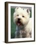 West Highland Terrier / Westie Panting-Adriano Bacchella-Framed Photographic Print