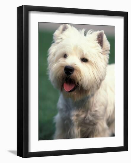 West Highland Terrier / Westie Panting-Adriano Bacchella-Framed Photographic Print