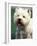 West Highland Terrier / Westie Panting-Adriano Bacchella-Framed Photographic Print