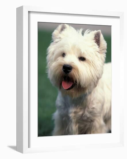 West Highland Terrier / Westie Panting-Adriano Bacchella-Framed Photographic Print