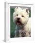 West Highland Terrier / Westie Panting-Adriano Bacchella-Framed Photographic Print