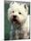 West Highland Terrier / Westie Panting-Adriano Bacchella-Mounted Photographic Print