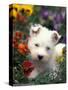 West Highland Terrier / Westie Puppy Among Flowers-Adriano Bacchella-Stretched Canvas