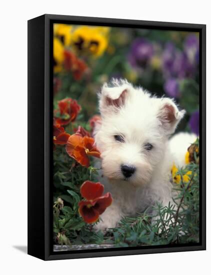 West Highland Terrier / Westie Puppy Among Flowers-Adriano Bacchella-Framed Stretched Canvas