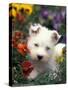 West Highland Terrier / Westie Puppy Among Flowers-Adriano Bacchella-Stretched Canvas