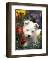 West Highland Terrier / Westie Puppy Among Flowers-Adriano Bacchella-Framed Premium Photographic Print