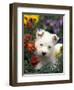 West Highland Terrier / Westie Puppy Among Flowers-Adriano Bacchella-Framed Premium Photographic Print