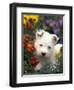 West Highland Terrier / Westie Puppy Among Flowers-Adriano Bacchella-Framed Premium Photographic Print