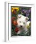 West Highland Terrier / Westie Puppy Among Flowers-Adriano Bacchella-Framed Premium Photographic Print