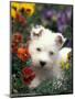 West Highland Terrier / Westie Puppy Among Flowers-Adriano Bacchella-Mounted Premium Photographic Print