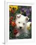 West Highland Terrier / Westie Puppy Among Flowers-Adriano Bacchella-Framed Photographic Print