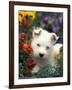 West Highland Terrier / Westie Puppy Among Flowers-Adriano Bacchella-Framed Photographic Print