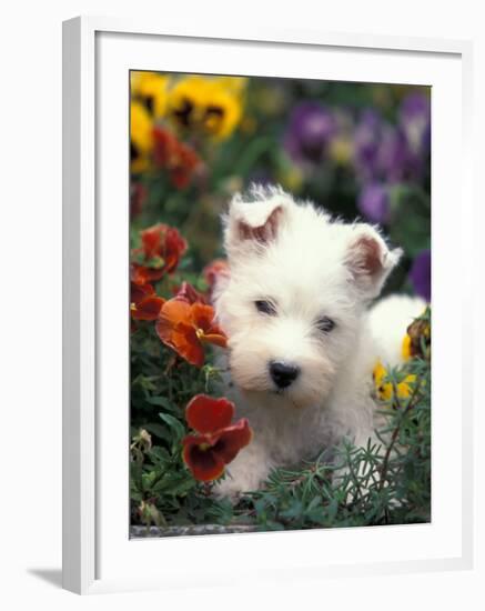 West Highland Terrier / Westie Puppy Among Flowers-Adriano Bacchella-Framed Photographic Print