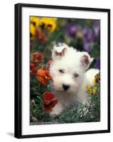 West Highland Terrier / Westie Puppy Among Flowers-Adriano Bacchella-Framed Photographic Print