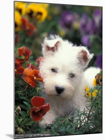 West Highland Terrier / Westie Puppy Among Flowers-Adriano Bacchella-Mounted Photographic Print