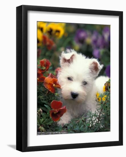 West Highland Terrier / Westie Puppy Among Flowers-Adriano Bacchella-Framed Photographic Print