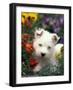 West Highland Terrier / Westie Puppy Among Flowers-Adriano Bacchella-Framed Photographic Print