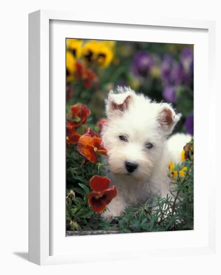 West Highland Terrier / Westie Puppy Among Flowers-Adriano Bacchella-Framed Photographic Print