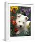 West Highland Terrier / Westie Puppy Among Flowers-Adriano Bacchella-Framed Photographic Print