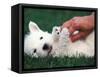 West Highland Terrier / Westie Puppy Being Petted-Adriano Bacchella-Framed Stretched Canvas