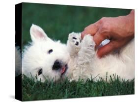 West Highland Terrier / Westie Puppy Being Petted-Adriano Bacchella-Stretched Canvas