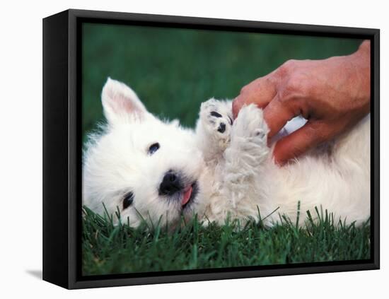 West Highland Terrier / Westie Puppy Being Petted-Adriano Bacchella-Framed Stretched Canvas