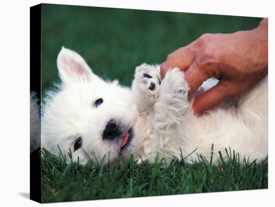 West Highland Terrier / Westie Puppy Being Petted-Adriano Bacchella-Stretched Canvas