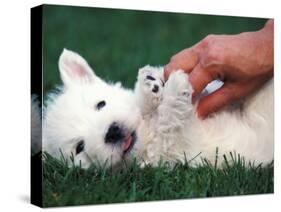 West Highland Terrier / Westie Puppy Being Petted-Adriano Bacchella-Stretched Canvas