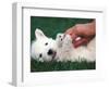 West Highland Terrier / Westie Puppy Being Petted-Adriano Bacchella-Framed Premium Photographic Print