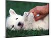 West Highland Terrier / Westie Puppy Being Petted-Adriano Bacchella-Mounted Premium Photographic Print
