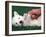 West Highland Terrier / Westie Puppy Being Petted-Adriano Bacchella-Framed Photographic Print