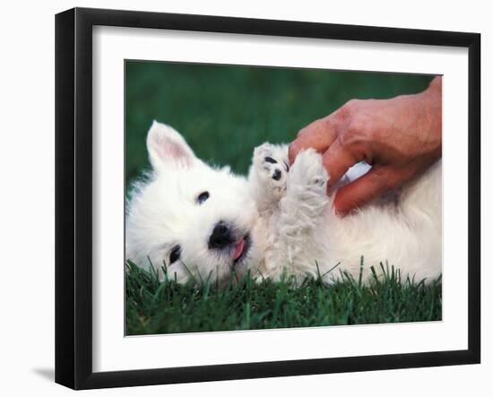 West Highland Terrier / Westie Puppy Being Petted-Adriano Bacchella-Framed Photographic Print