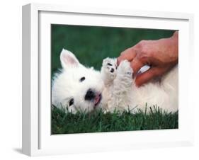 West Highland Terrier / Westie Puppy Being Petted-Adriano Bacchella-Framed Photographic Print