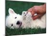 West Highland Terrier / Westie Puppy Being Petted-Adriano Bacchella-Mounted Photographic Print