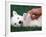 West Highland Terrier / Westie Puppy Being Petted-Adriano Bacchella-Framed Photographic Print