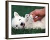 West Highland Terrier / Westie Puppy Being Petted-Adriano Bacchella-Framed Photographic Print